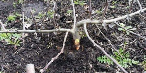 Kako razmnožiti stablo jabuke